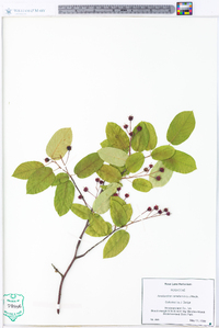 Amelanchier canadensis image