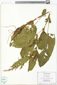 Rumex obtusifolius image