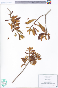 Myrica cerifera image