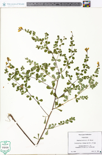 Baptisia tinctoria image