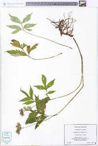 Hydrophyllum virginianum image