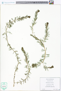 Myriophyllum spicatum image