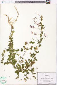 Lespedeza procumbens image