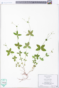 Galium circaezans image