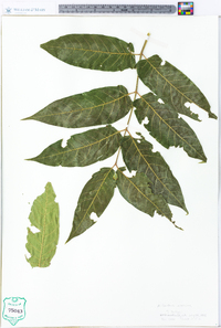 Ailanthus altissima image