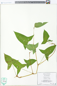 Persicaria arifolia image