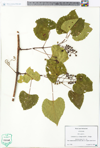 Vitis vulpina image