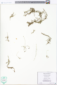 Utricularia gibba image