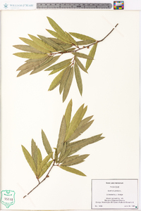 Quercus phellos image