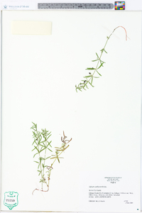 Galium uniflorum image