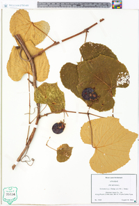 Vitis labrusca image