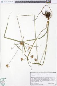 Cyperus lancastriensis image