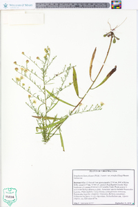 Symphyotrichum pilosum var. pringlei image