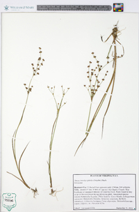 Juncus brachycephalus image