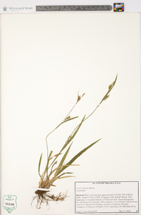 Carex striatula image