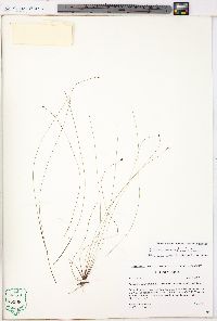 Eleocharis tenuis image