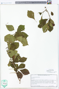 Crataegus punctata image