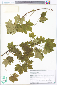 Ribes glandulosum image