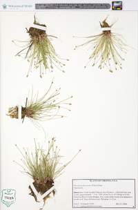 Eleocharis flavescens image