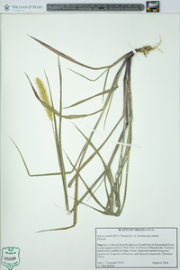 Setaria pumila image