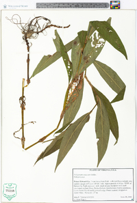 Polygonum setaceum image