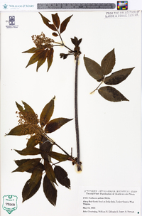 Sambucus racemosa subsp. racemosa image