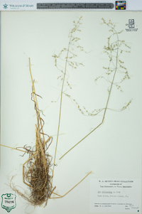 Poa sylvestris image