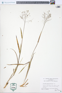 Panicum pseudopubescens image