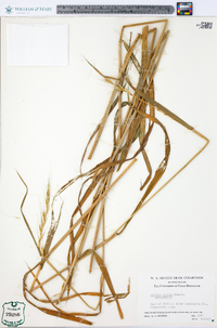 Elymus hystrix image