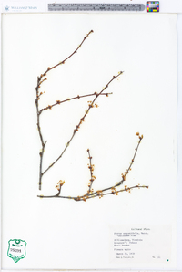 Prunus angustifolia image