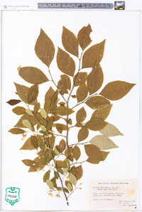 Styrax americanus image