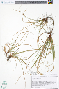 Carex floridana image