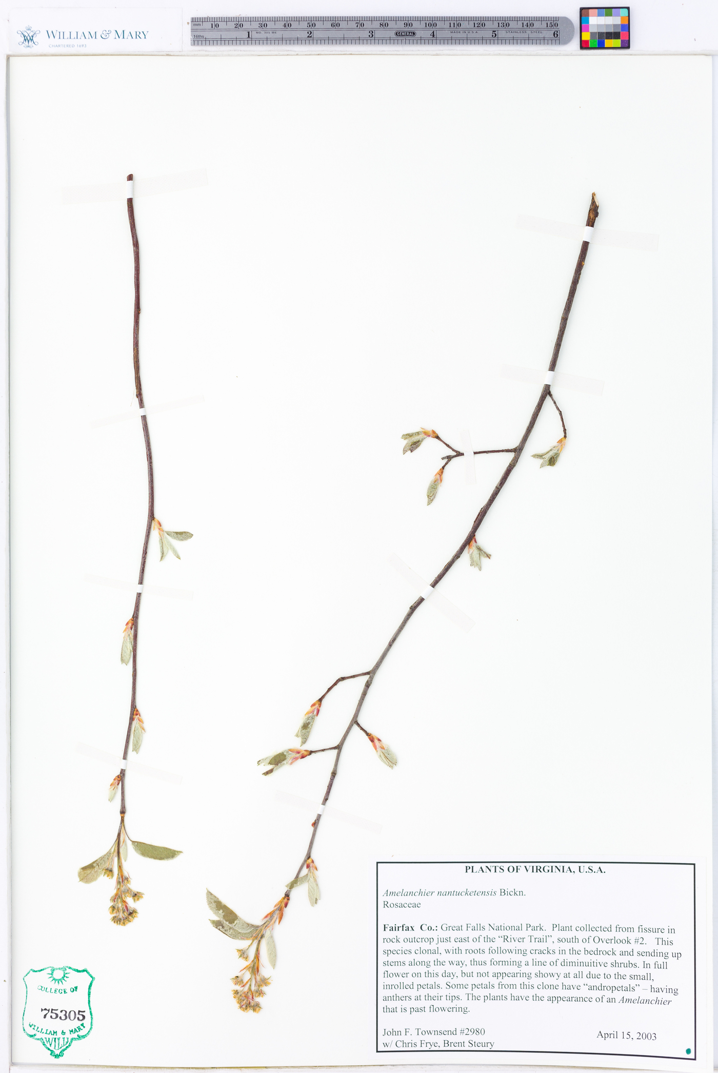 Amelanchier nantucketensis image