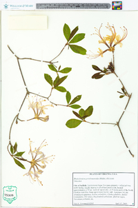 Rhododendron periclymenoides image