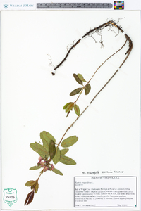 Kalmia angustifolia image