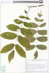 Juglans cinerea image