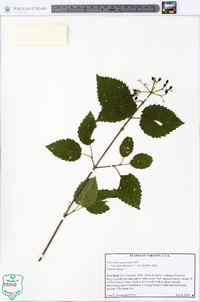 Viburnum dentatum var. lucidum image