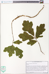 Quercus margarettiae image