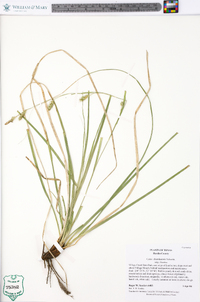 Carex cherokeensis image