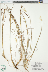 Andropogon ternarius image