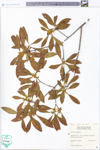 Myrica cerifera image