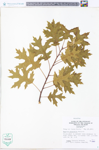 Quercus palustris image