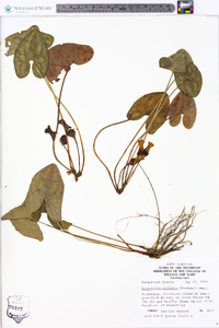 Hexastylis arifolia image