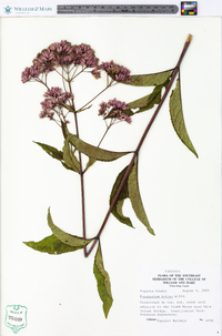 Eupatorium dubium image