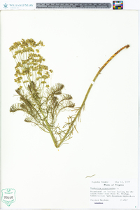 Euphorbia cyparissias image