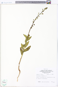 Verbascum blattaria image