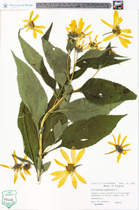 Helianthus tuberosus image