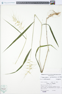 Elymus hystrix image