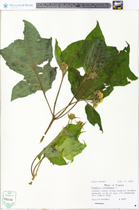 Polymnia canadensis image