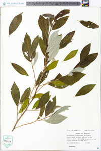 Elaeagnus umbellata image